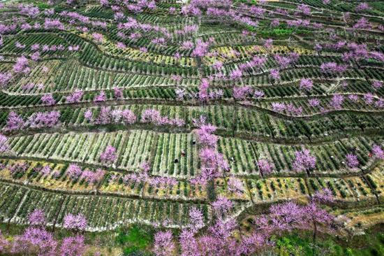 Peach blossoms add color to clouds-shrouded tea garden