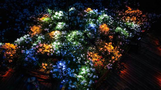 Lighted blossoming peony flowers glow against darkness