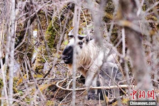 A wild takin giving birth in Jiuzhaigou National Nature Reserve in southwest China's Sichuan is documented by local rangers on April 13, 2025. (Photo provided to China News Service) A wild takin giving birth in Jiuzhaigou National Nature Reserve in southwest China's Sichuan is documented by local rangers on April 13, 2025. (Photo provided to China News Service)