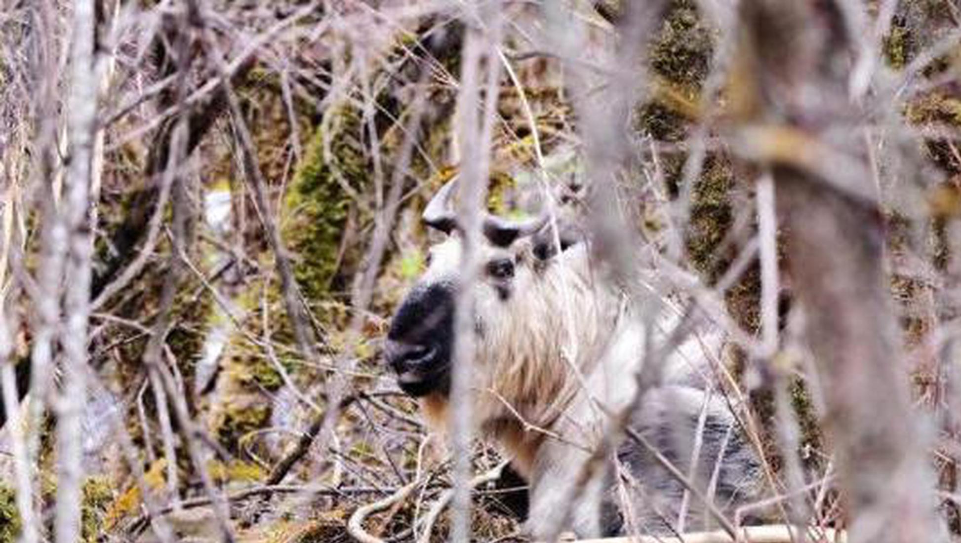 Rangers capture rare wild takin birth in China's Jiuzhaigou scenic area 