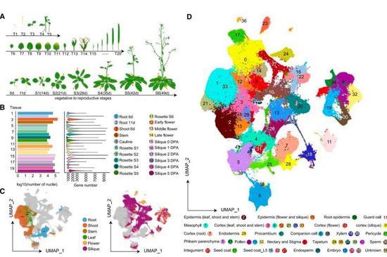 Wuhan scientists create most detailed plant cell atlas to date