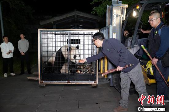 Austrian diplomat: Giant pandas He Feng and Lan Yun will be loved by all Austrians