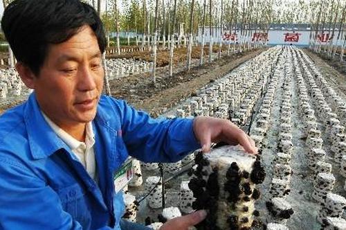 North China's wood ear sauce shipped to Malaysia for the first time