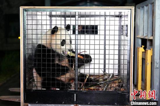 Photo shows giant panda He Feng. (Photo:China News Service/ An Yuan)