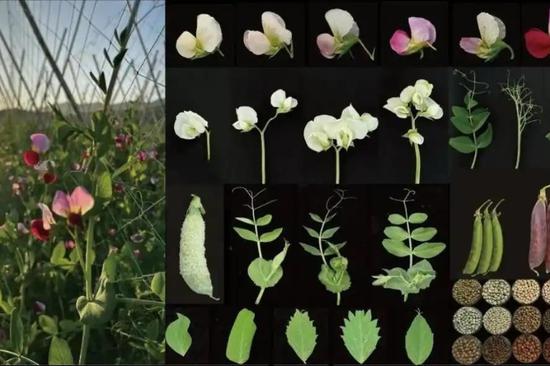 Scientists solve 160-year-old biology puzzle