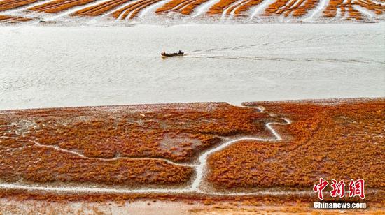 Tidal creeks create stunning scene at Jiaozhou Bay