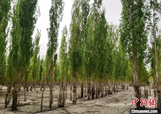 Forest planted by Fu Zhizhou. (Photo by Yang Mengqing)