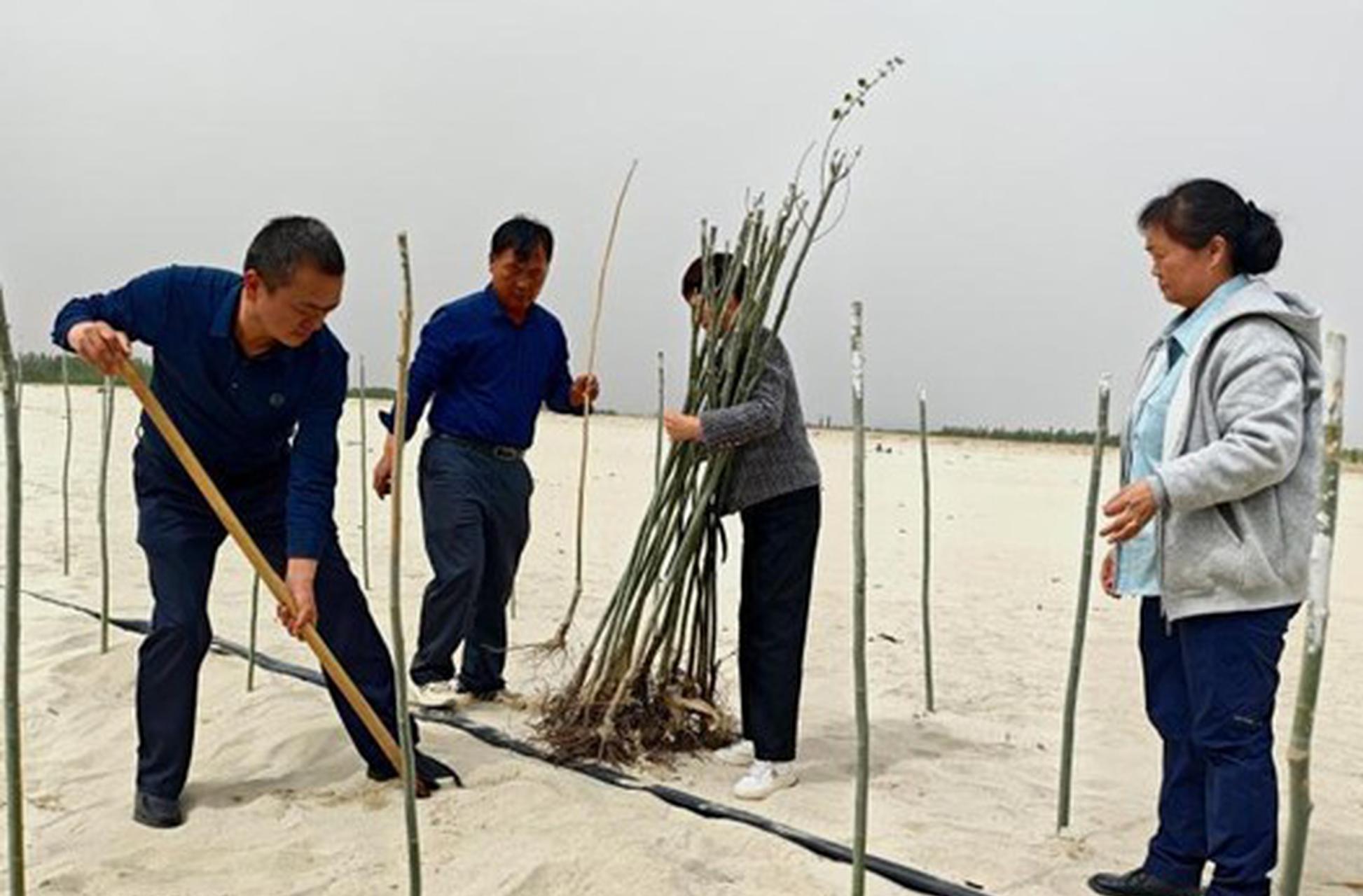 Man, 82, builds a 34 km 'Green Great Wall' in Taklimakan Desert over 41 years