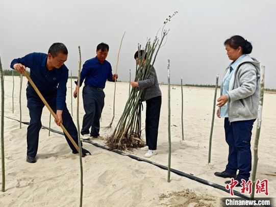 Fu Zhizhou’s third son, second son, second daughter, and eldest daughter planting trees together (from left to right). (Photo by Shi Yujiang)