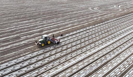 A seeder equipped with satellite navigation crisscrosses vast cotton fields in Awat county, Xinjiang Uygur autonomous region, on April 20. (ZOU HONG/CHINA DAILY)