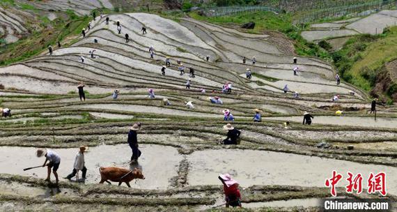 Villagers carry out farming work on terraced fields at Longsheng County, south China's Guangxi Zhuang Autonomous Region on May 2, 2025. (Photo provided to China News Service) Villagers carry out farming work on terraced fields at Longsheng County, south China's Guangxi Zhuang Autonomous Region on May 2, 2025. (Photo provided to China News Service)