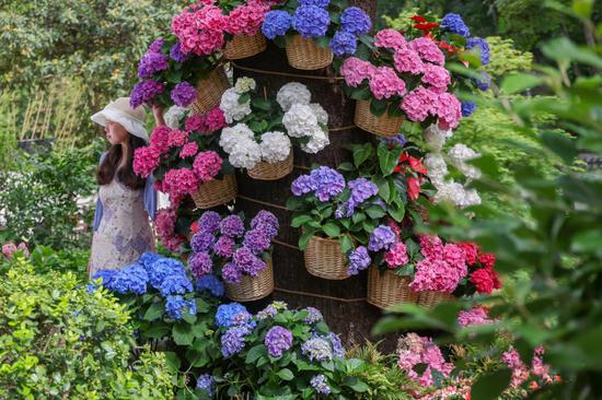 Blooming hydrangea flowers present visual feast in Nanjing