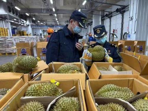 Rapid customs clearance boosts Southeast Asian durian access in China