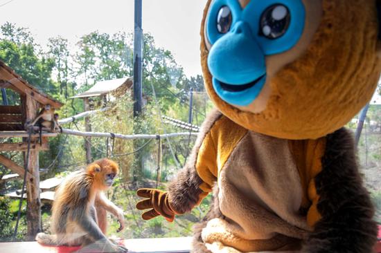 Golden monkeys from China make debut at French zoo