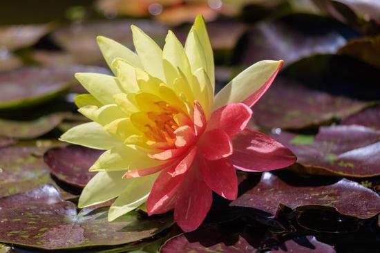 Two-colored water lily blooms in Kunming