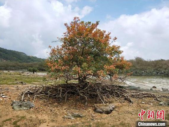 Photo shows sea paint with varying leaves. (Photo courtesy of the Ocean Bureau of Guangxi Zhuang Autonomous Region) Photo shows sea paint with varying leaves. (Photo courtesy of the Ocean Bureau of Guangxi Zhuang Autonomous Region)