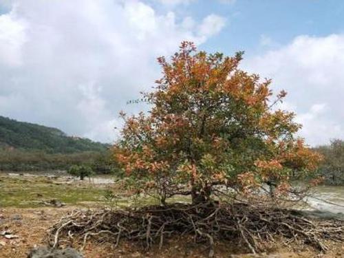 South China discovers the largest wood of native excoecaria agallocha mangroves
