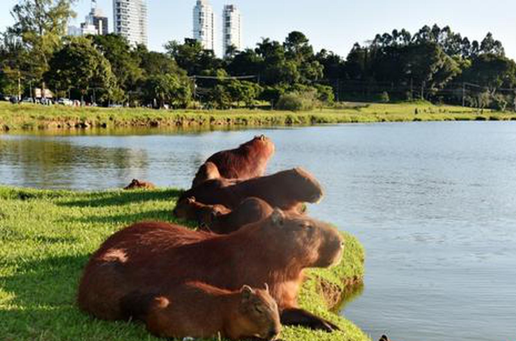 Jiangsu scenic area issues 'reward notice' for clues of capybara 'Doubao' on run for 40 days