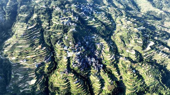 Scenery of terraced fields in Summer