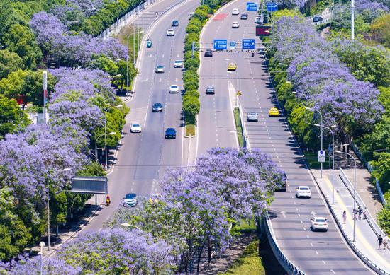 Jacaranda blossoms paint Chongqing in purple