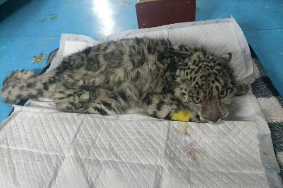 Snow leopard cub steadily recovering after great fall