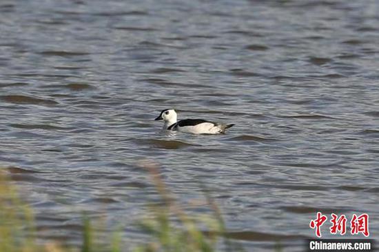 World's smallest duck spotted for the first time in Shennongjia