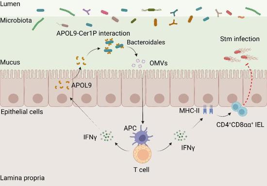 Chinese scientists discover 'bacterial diplomat' that boosts gut immunity
