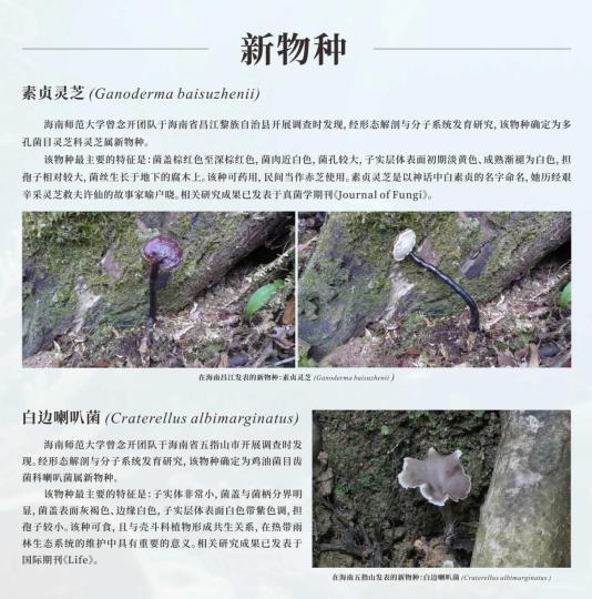 Two new-to-science species discovered in Hainan