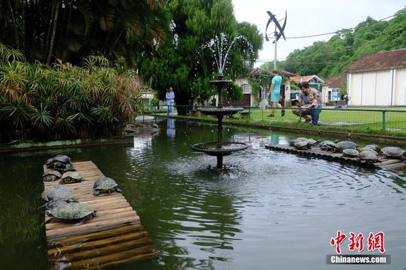Photo taken on Nov. 15, 2024 shows Rio de Janeiro Botanical Garden in Brazil. (Photo: China News Service/Han Haidan) Photo taken on Nov. 15, 2024 shows Rio de Janeiro Botanical Garden in Brazil. (Photo: China News Service/Han Haidan)