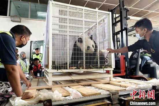 Photo taken on May 18, 2024 shows Feng Yi before returning to China. (Photo by Meego)