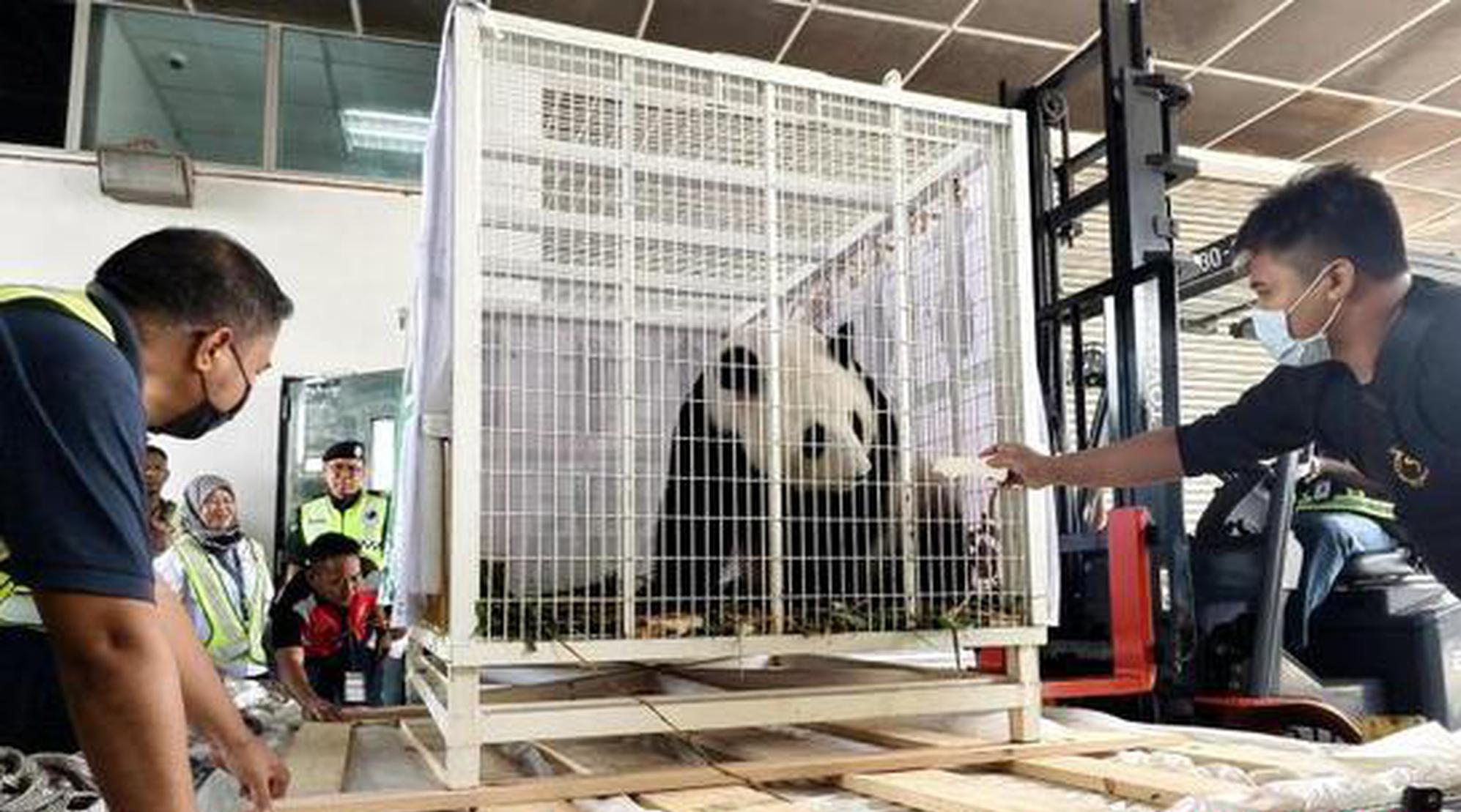 Giant pandas Fu Wa, Feng Yi return to China from Malaysia