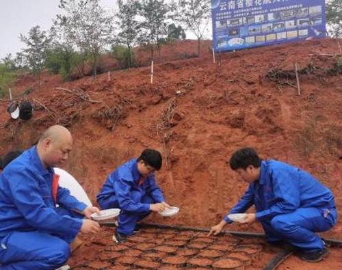 Southwest China plants cherry blossom seeds from space