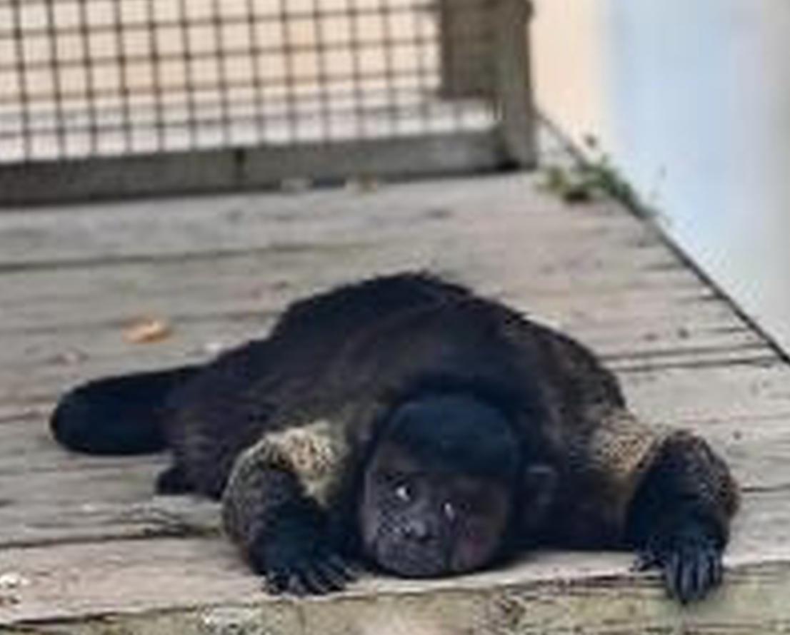 China's zoo star capuchin monkey suffers from health problem