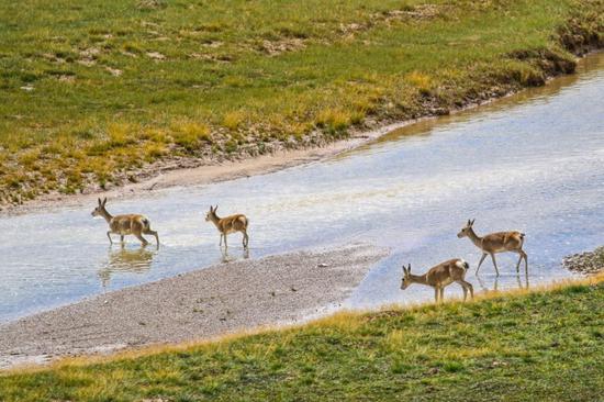 200 rare and endangered species see population recovery