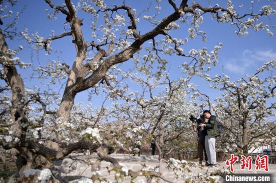 Visitors take photos at the Gaolan Shichuan Ancient Pear Orchard System in Gansu Province. (Photo/China News Service)