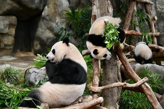 HK's panda twins get bigger playground