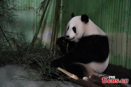 Giant panda Feng Yi eats bamboo at the China Conservation and Research Centre for the Giant Panda in Bifengxia of Ya'an, southwest China's Sichuan Province, May 18, 2025. (Photo provided to China News Service)