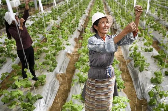 Xizang's green source park certified for organic supply to Hong Kong and Macao