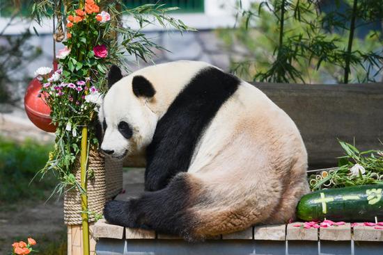 Giant panda celebrates 11th birthday at Jinan zoo