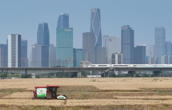 'Wheat Field CBD' welcomes harvest in Hangzhou