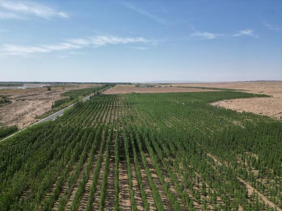 Anti-desertification push yields green achievement in Gansu