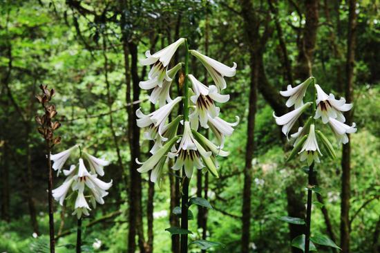 Wild Yunnan lilies bloom