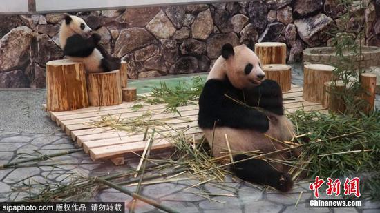 Giant Panda Liang Bang (R) Giant Panda Liang Bang (R)