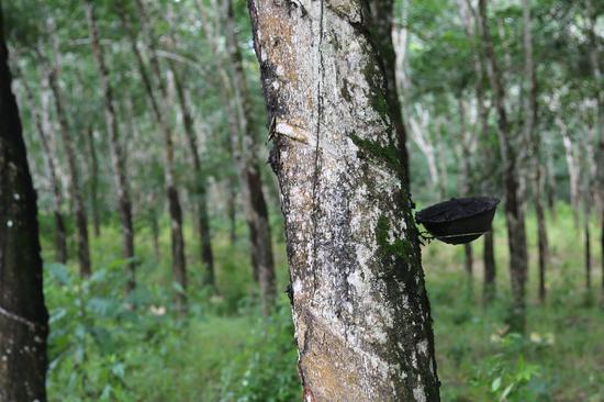 OSE lists Shanghai natural rubber futures