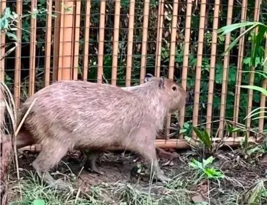 Runaway capybara 'Doubao' returns home healthy, heavier after months-long search