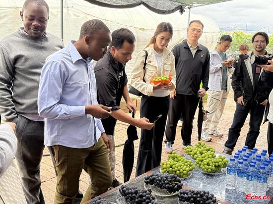 Participants of the 2025 Digital Agriculture Innovation Bootcamp visit a grape farm in Dali, Yunnan, May 29, 2025. (Photo: China News Network/ Huang Fang) Participants of the 2025 Digital Agriculture Innovation Bootcamp visit a grape farm in Dali, Yunnan, May 29, 2025. (Photo: China News Network/ Huang Fang)