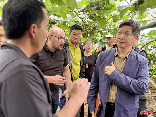 Wei Longbao (far right), Qiushi chair professor and director of the Institute of Food and Agribusiness Management at Zhejiang University visits a grape farm in Dali, Yunnan, May 29, 2025. (Photo: China News Network/ Huang Fang) Wei Longbao (far right), Qiushi chair professor and director of the Institute of Food and Agribusiness Management at Zhejiang University visits a grape farm in Dali, Yunnan, May 29, 2025. (Photo: China News Network/ Huang Fang)