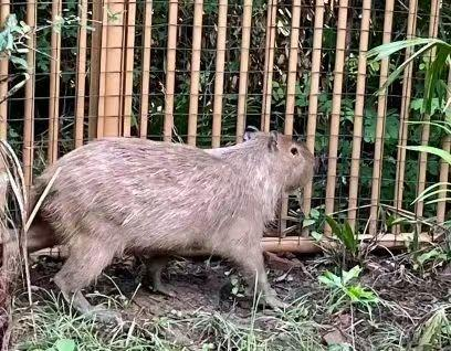 Photo shows the runaway capybara “Doubao”. (Photo/The official WeChat account of Zhuyuwan Scenic Area, Yangzhou)