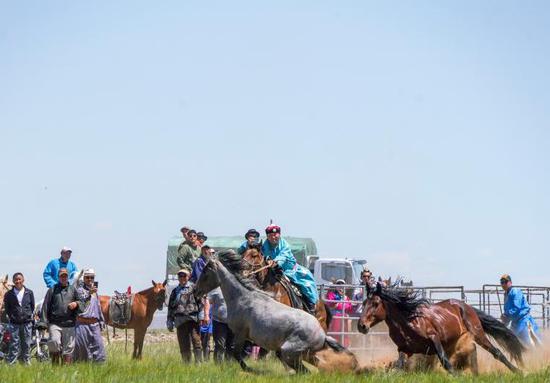 Horse-taming competition draws crowds in north China