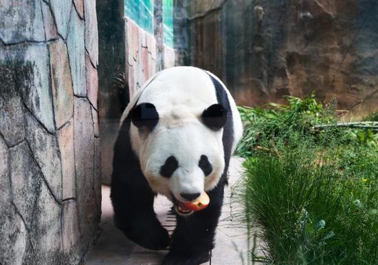 Giant pandas enjoy cool summer of plateau in northwest China
